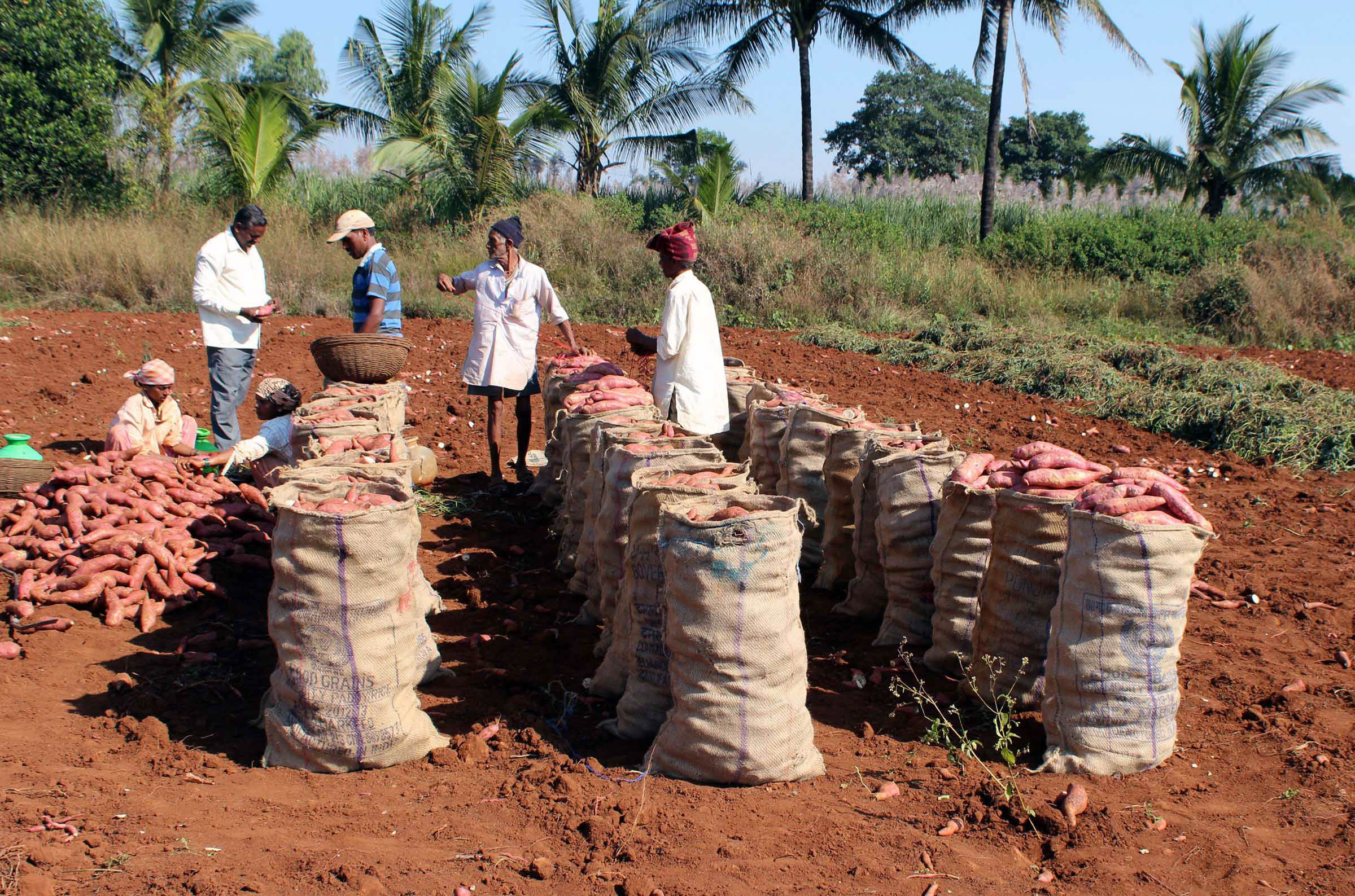 With sacks of crop lying with them, farmers feel the pressure of demonetization. Photo: UNI
