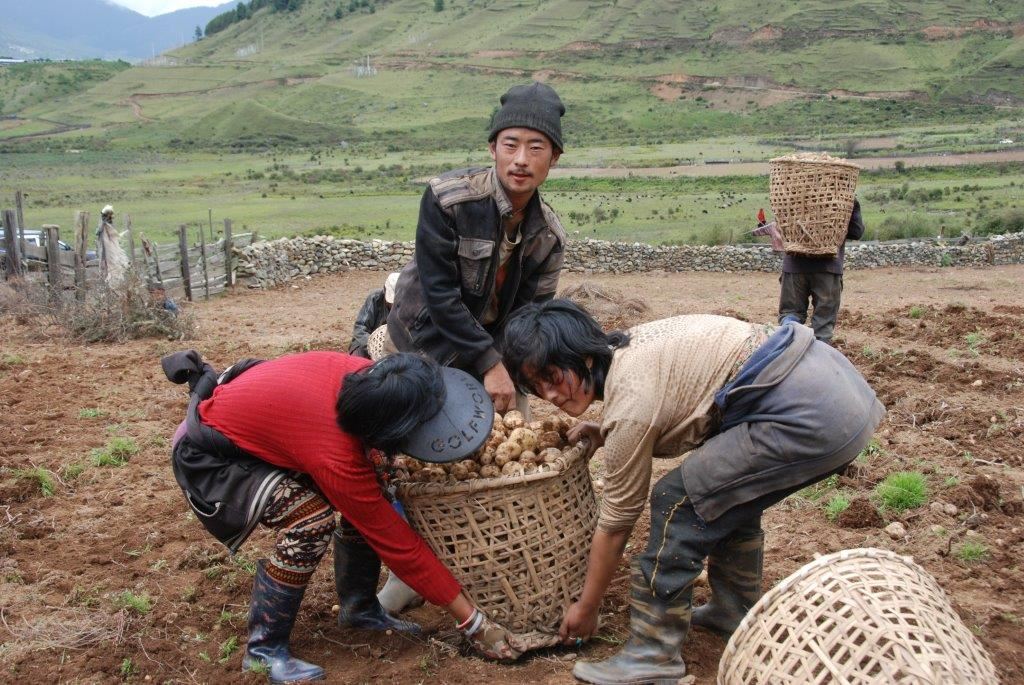 Potato exports from Bhutan to India have also been hit due to demonetization
