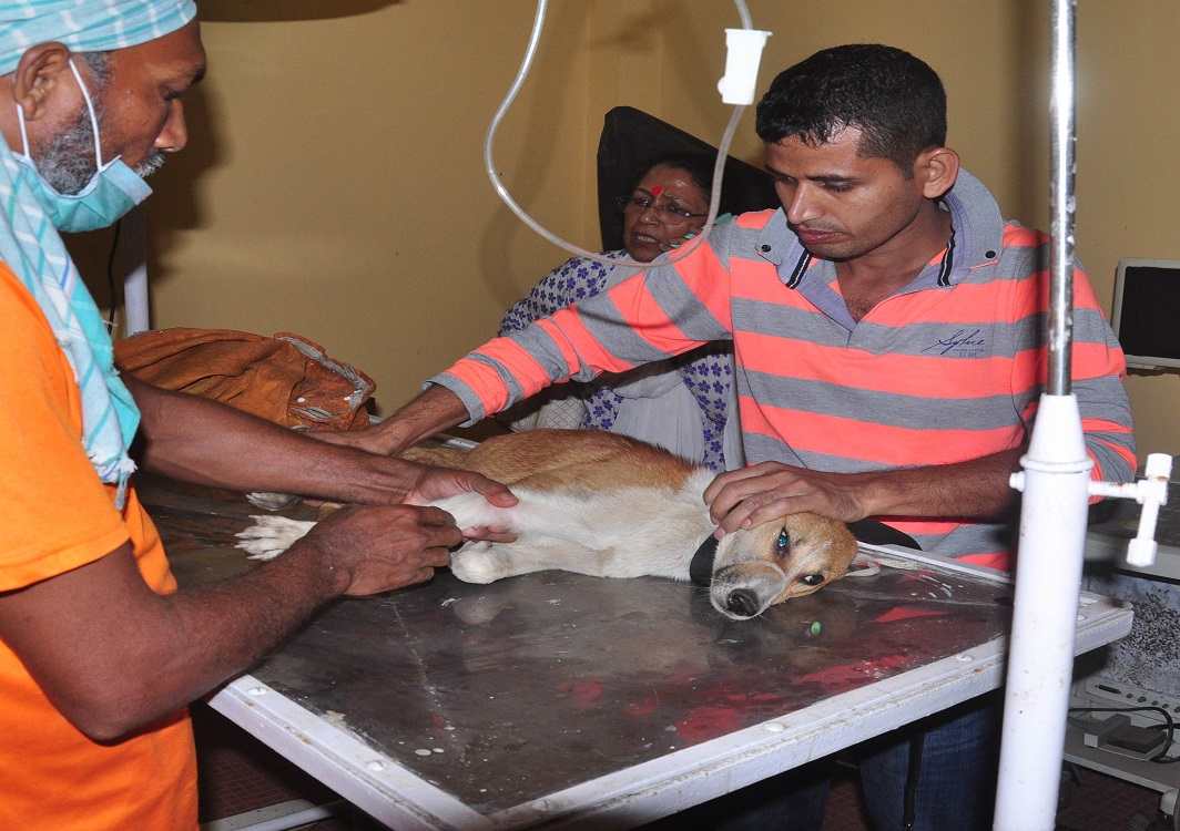 Members of People for Animals give treatment to an injured dog at the PFA Hospital and Shelter Centre in Guwahati. Photo: UNI
