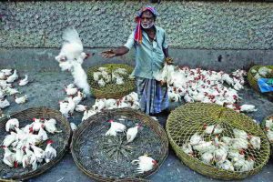A vendor sorts chicken according to size at a roadside wholesale chicken market in Kolkata. Photo: UNI