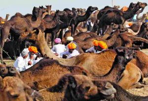 The famous camel fair in Pushkar, which will also have to observe the new rules. Photo: UNI