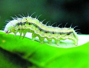 The toxic bollworm