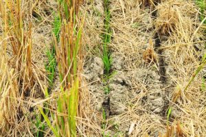 Paddy straw planted in the soil helps lock-in moisture and adds high organic carbon content to the soil