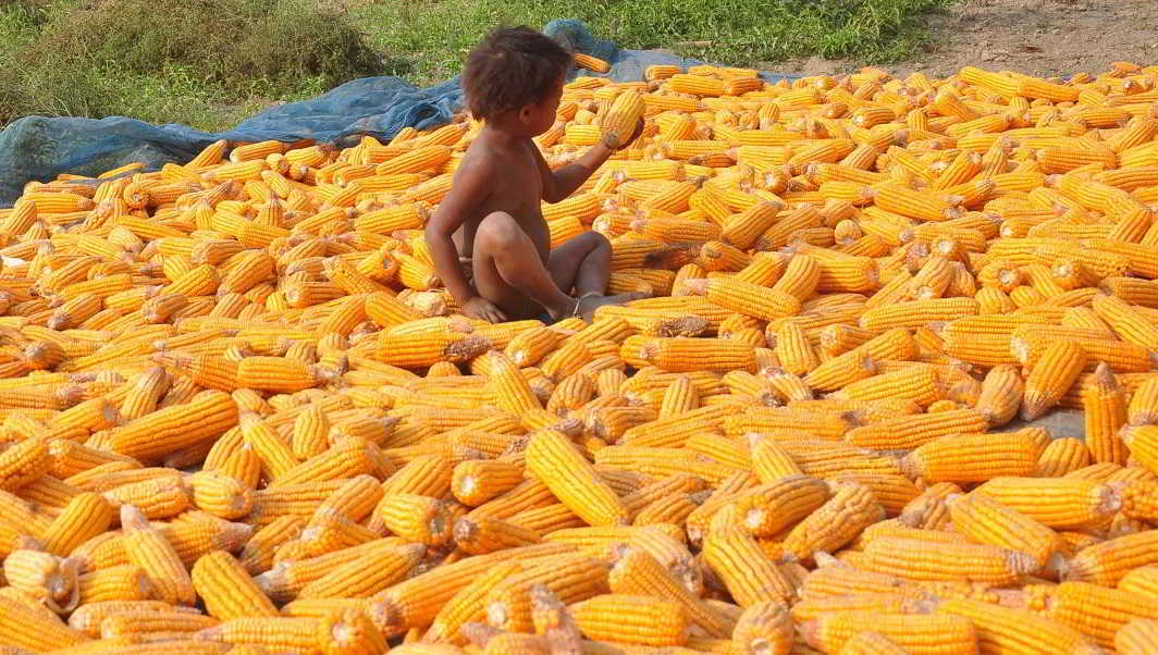 FIELD OF GOLD: Kids dry corn at Vambari Char, Chipajahar in Darang district in Assam, UNI
