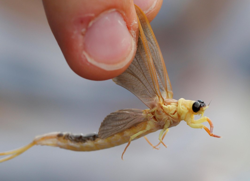 MATE AND PERISH: A man holds a long-tailed mayfly (Palingenia longicauda) in the Tisza river near Tiszainoka, Hungary. "Tiszaviragzas" or Tisza blooming season, from late spring to early summer, is the mating season of these short-lived flies, Reuters/UNI