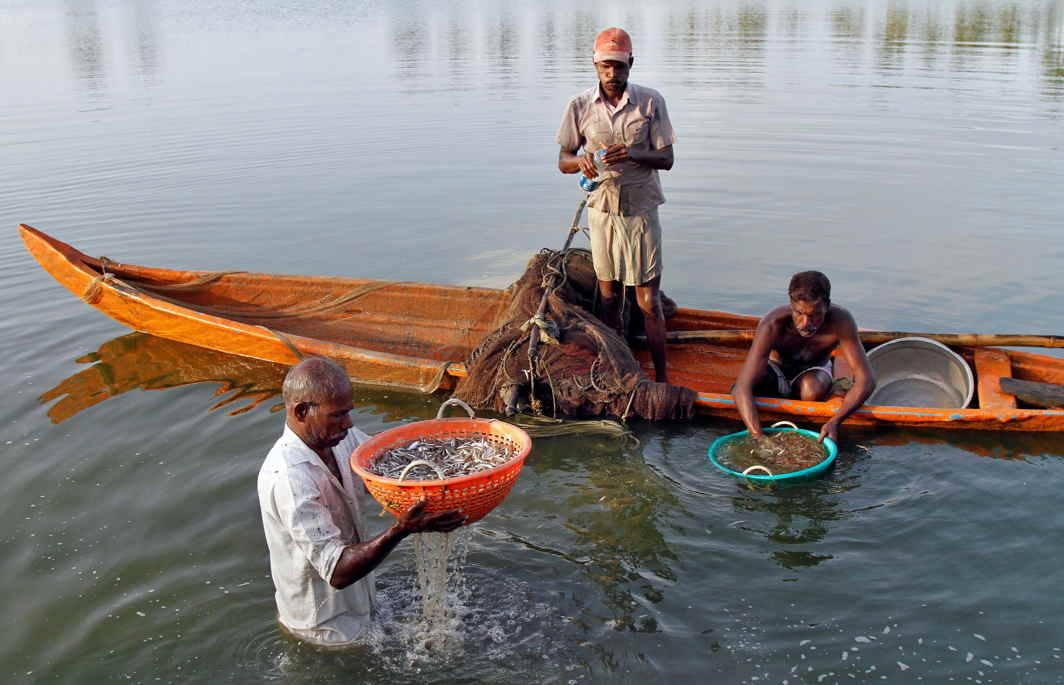 ALL IN A DAY’S WORK: Fishermen wash their catch in the waters of a fish farm on the outskirts of Kochi, Reuters/UNI