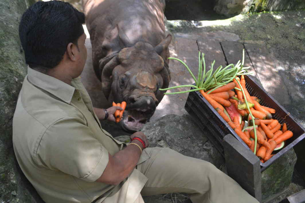 EAT UP: A zoo keeper feeds a rhino in Thiruvananthapuram zoo, UNI