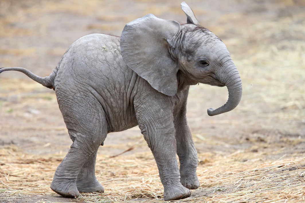 HERE I AM: A two-month-old unnamed male baby elephant stands at the Africam Safari Zoo in Puebla, Mexico, Reuters/UNI