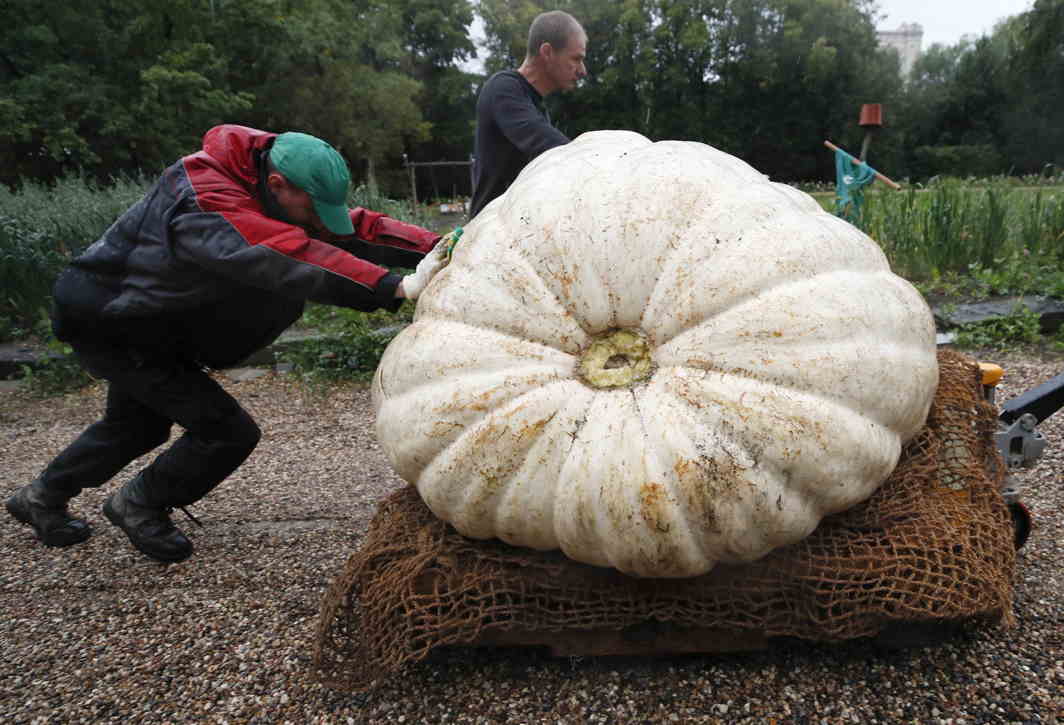  KEEP THE BALL ROLLING: Men transport an Atlantic Giant Pumpkin, which was cultivated for about six months and currently weighs over 430 kilograms (947.99 pounds), before its presentation at Moscow State University’s Botanic Garden (Apothecary Garden) in Moscow, Russia, Reuters/UNI