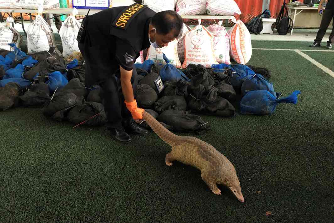 WILD THINGS: A pangolin walks during a news conference after Thai customs confiscated 136 live pangolins, in Bangkok, Thailand, Reuters/UNI
