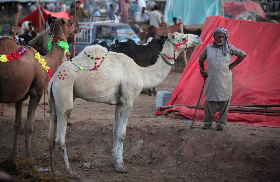 ALSO FOR CONSUMPTION: A trader waits to sell his camels at a livestock market ahead of the Eid al-Adha festival in Islamabad, Pakistan, Reuters/UNI