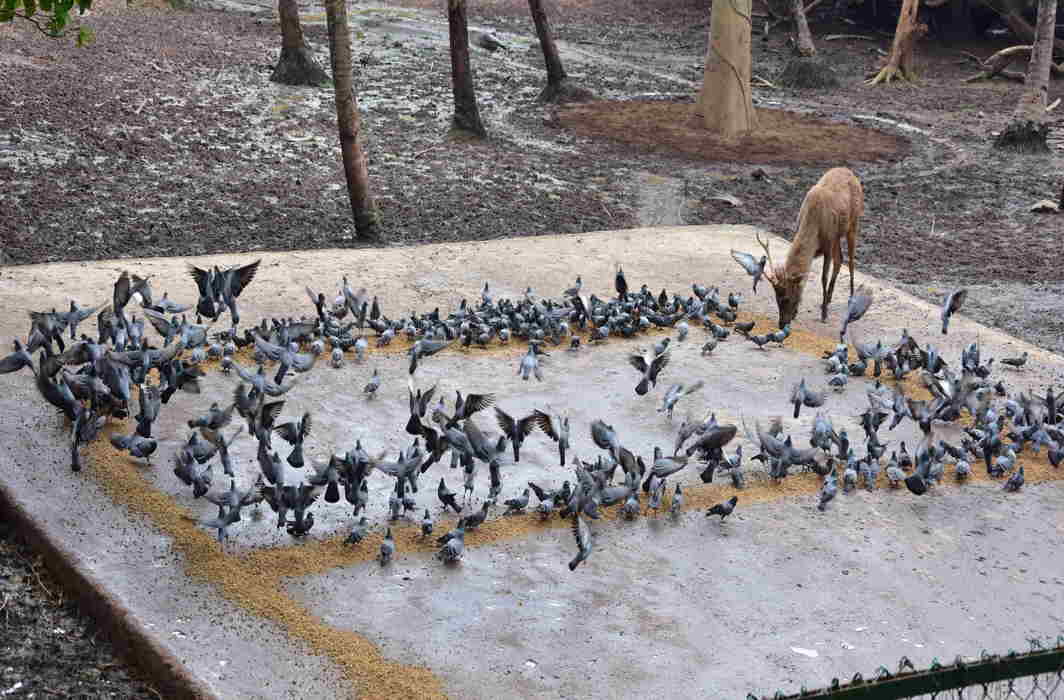 PEACE DESCENDED: A flock of doves encroach on the enclosure of deer at Thiruvananthapuram Zoo, UNI