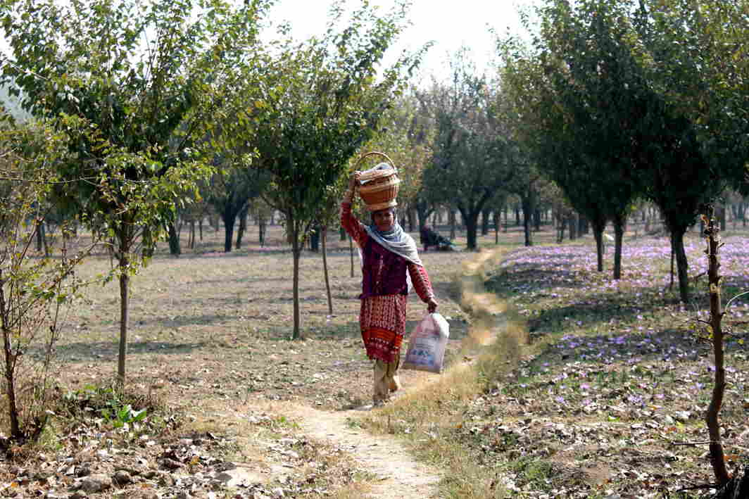 GRAVY TRAIL: A village woman carries meals for the family members working at an orchard tin Chattergam in Dadgam district in central Kashmir, UNI