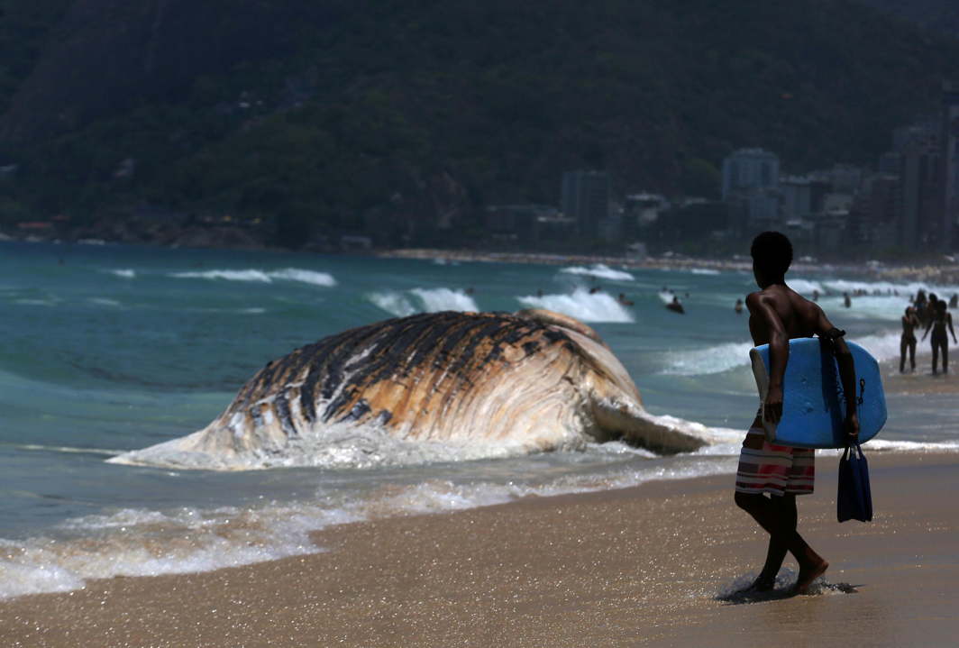 MAGNIFICENT DEAD: A dead whale on the shore of the Ipanema beach in Rio de Janeiro, Brazil, Reuters/UNI