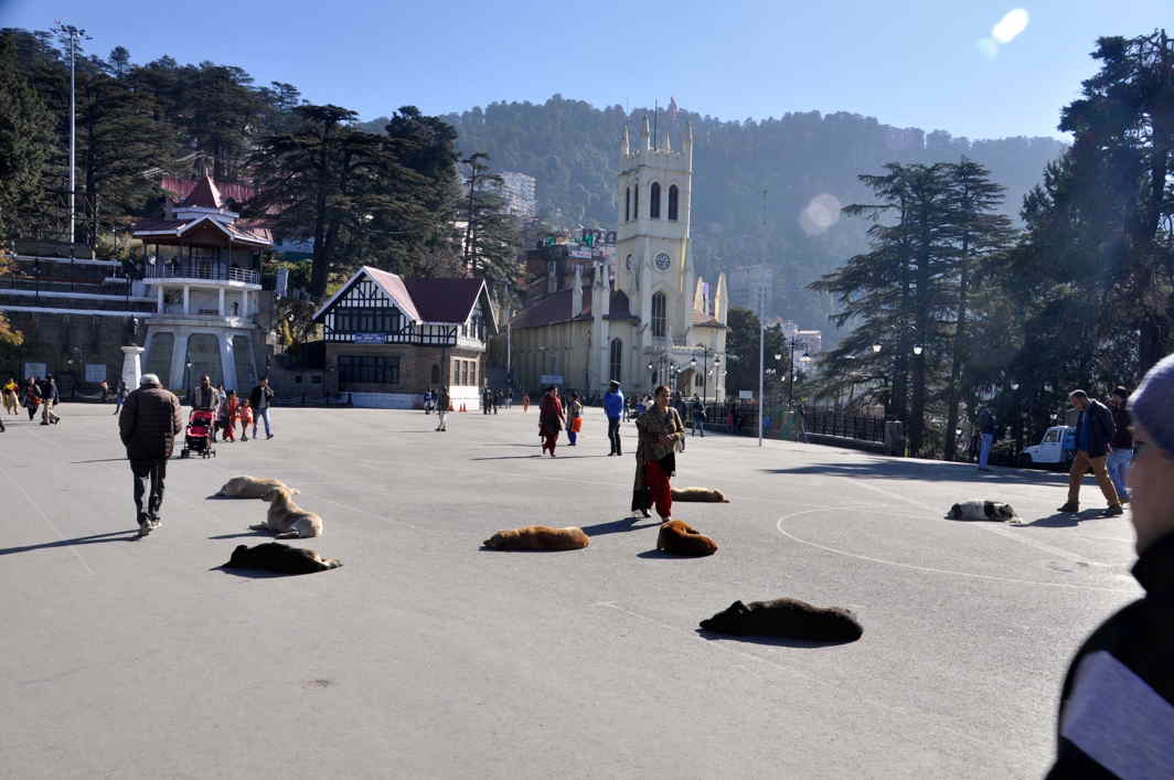 SERENDIPITY: Dogs bask at Ridge Maidan on a sunny day in Shimla, UNI