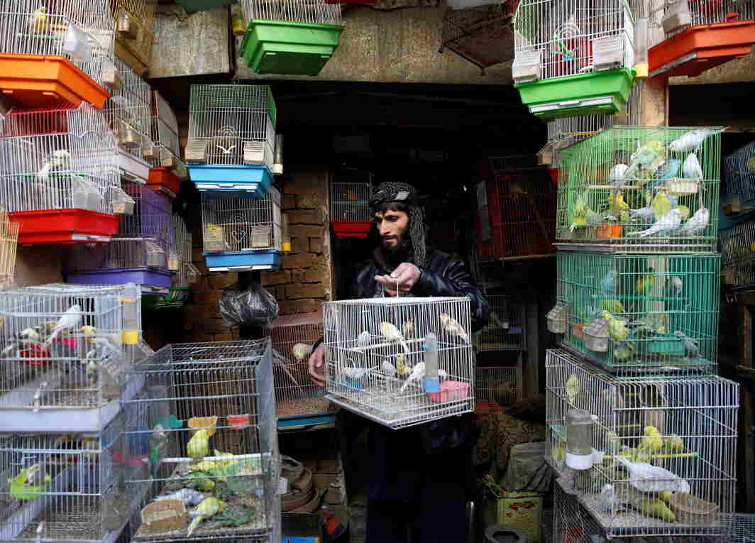 CAGED BEAUTIES: An Afghan man arranges canary cages in his shop at a bird market in Kabul, Afghanistan, Reuters/UNI