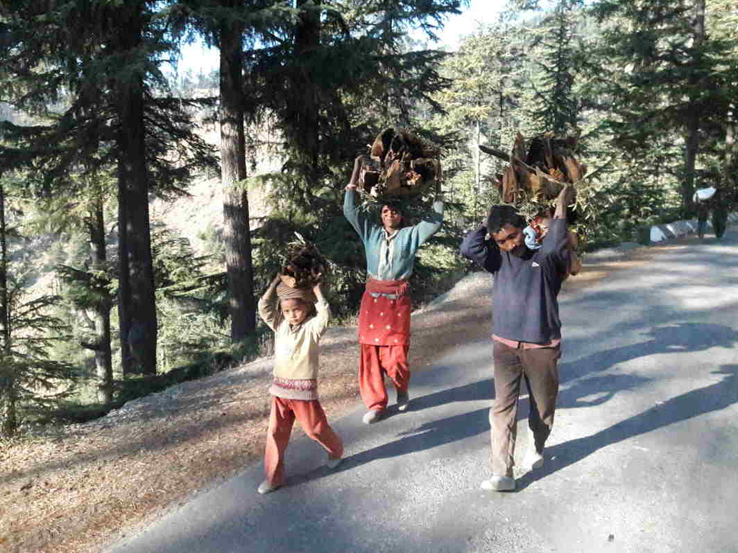 WALK IN THE WOODS: Villagers carry tree branches from the forest for using as firewood to beat the winter chill at the Challa Kalan locality in Bhaderwah, Doda, Jammu & Kashmir, UNI