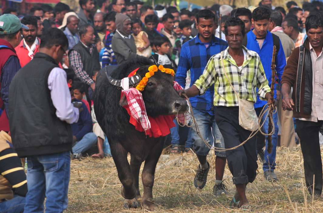 ANIMAL INSTINCT: People hold on to an angry buffalo during a traditional buffalo fight as part of the 'Bhogali Bihu' or Maghi Bihu festival celebrations at Ahatguri, in Morigaon district in Assam, UNI