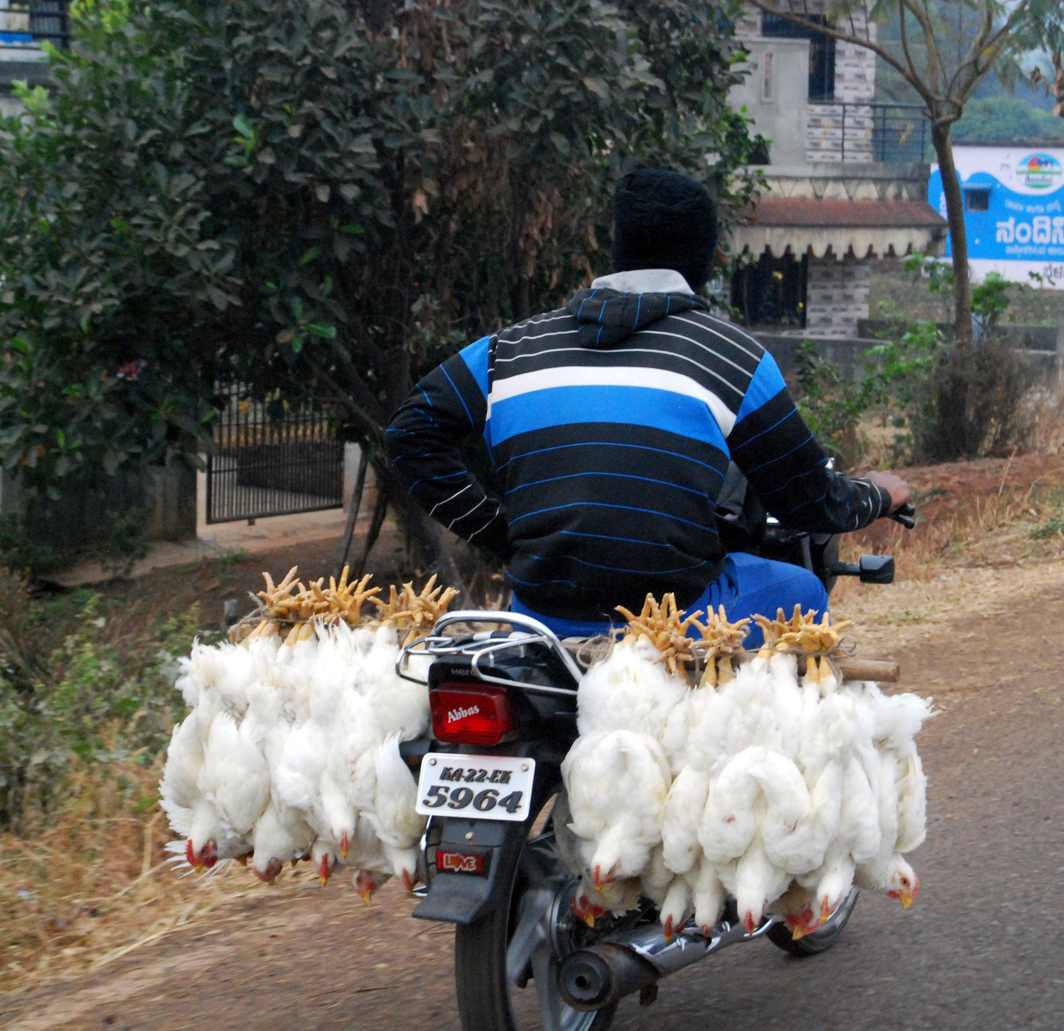 FOR SLAUGHTER: A man carries chickens to the market, on his two-wheeler, on the outskirts of Belagavi city, UNI